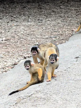 石垣やいま村に投稿された画像（2024/11/29）