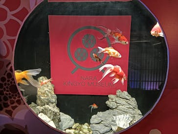 NARA KINGYO MUSEUMに投稿された画像（2024/11/29）