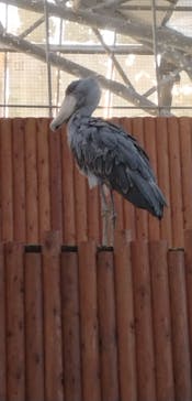 掛川花鳥園に投稿された画像（2024/11/29）