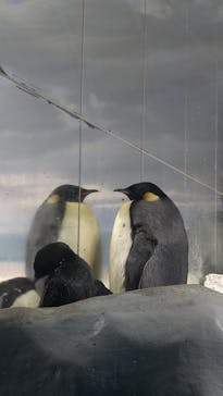 名古屋港水族館に投稿された画像（2024/11/29）