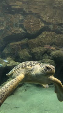 名古屋港水族館に投稿された画像（2024/11/29）