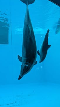 名古屋港水族館に投稿された画像（2024/11/29）