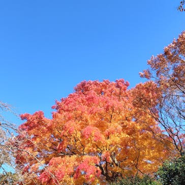 彫刻の森美術館に投稿された画像（2024/11/29）