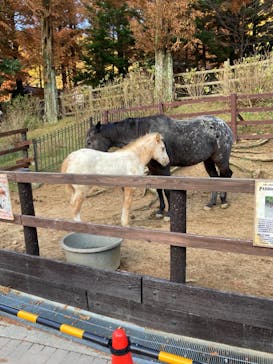 神戸市立六甲山牧場に投稿された画像（2024/11/29）