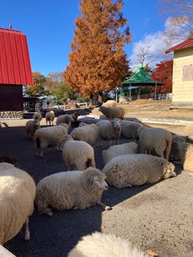 神戸市立六甲山牧場に投稿された画像（2024/11/29）