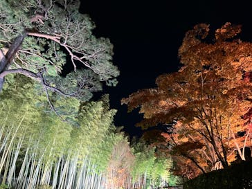 国営昭和記念公園 秋の夜散歩に投稿された画像（2024/11/29）