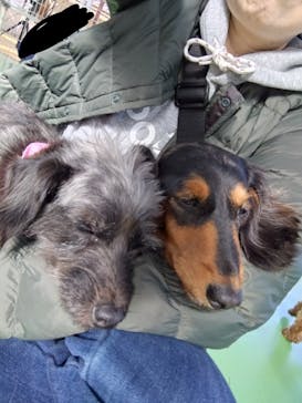 つくばわんわんランドに投稿された画像（2024/11/29）