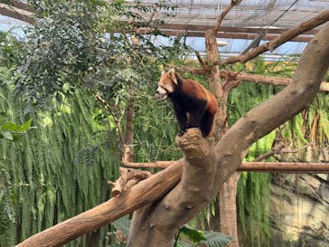 神戸どうぶつ王国に投稿された画像（2024/11/29）