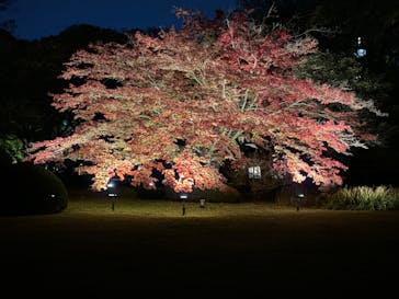 六義園に投稿された画像（2024/11/29）