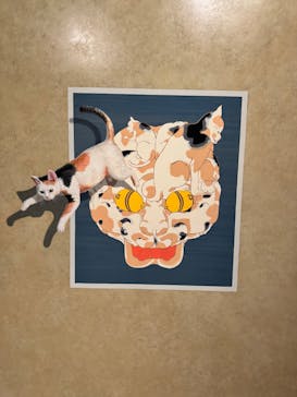 東京トリックアート迷宮館に投稿された画像（2024/11/29）