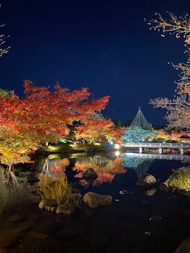 国営昭和記念公園 秋の夜散歩に投稿された画像（2024/11/29）