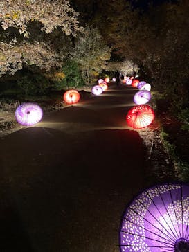 国営昭和記念公園 秋の夜散歩に投稿された画像（2024/11/29）