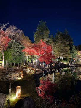 国営昭和記念公園 秋の夜散歩に投稿された画像（2024/11/29）