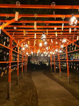 国営昭和記念公園 秋の夜散歩に投稿された画像（2024/11/29）