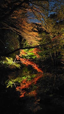 六義園に投稿された画像（2024/11/29）