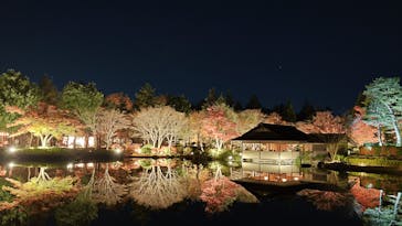 国営昭和記念公園 秋の夜散歩に投稿された画像（2024/11/29）