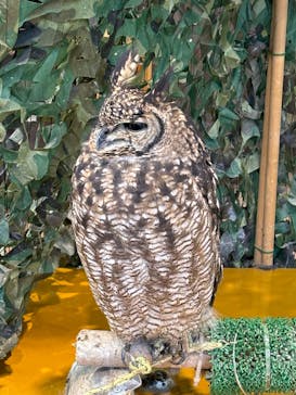 いきもの探検隊上尾に投稿された画像（2024/11/29）