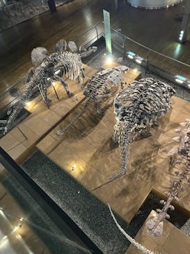 福井県立恐竜博物館に投稿された画像（2024/11/29）