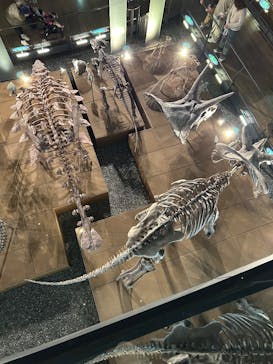 福井県立恐竜博物館に投稿された画像（2024/11/29）