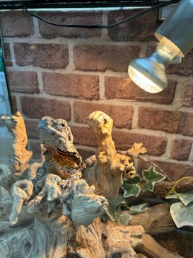 いきもの探検隊上尾に投稿された画像（2024/11/29）