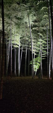 六義園に投稿された画像（2024/11/29）