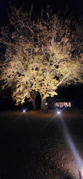 六義園に投稿された画像（2024/11/29）