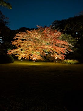 六義園に投稿された画像（2024/11/29）