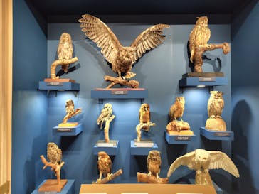 特別展「鳥 ～ゲノム解析が解き明かす新しい鳥類の系統～」国立科学博物館に投稿された画像（2024/11/29）