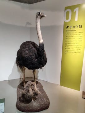 特別展「鳥 ～ゲノム解析が解き明かす新しい鳥類の系統～」国立科学博物館に投稿された画像（2024/11/29）