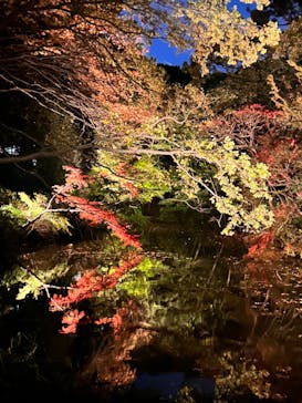 六義園に投稿された画像（2024/11/29）