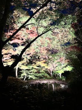 六義園に投稿された画像（2024/11/29）