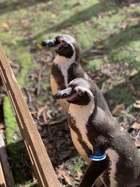 那須どうぶつ王国に投稿された画像（2024/11/29）