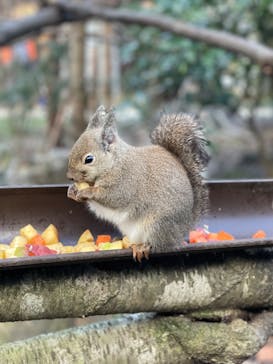 那須どうぶつ王国に投稿された画像（2024/11/29）