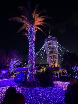 江の島シーキャンドルに投稿された画像（2024/11/29）