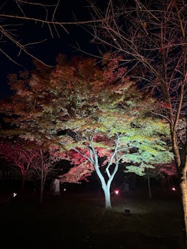 NAKED meets 二条城 2025 観月に投稿された画像（2024/11/29）