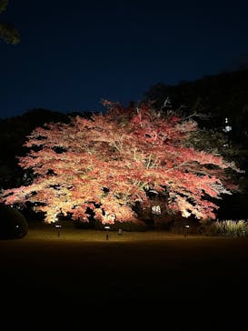 六義園に投稿された画像（2024/11/29）