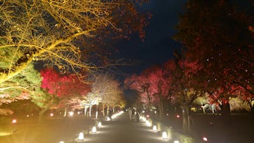 NAKED meets 二条城 2025 観月に投稿された画像（2024/11/30）