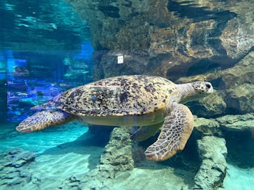 名古屋港水族館に投稿された画像（2024/11/30）