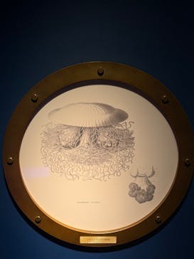 名古屋港水族館に投稿された画像（2024/11/30）