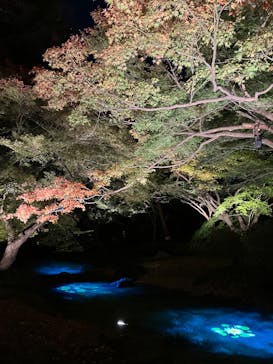 六義園に投稿された画像（2024/11/30）