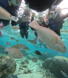 沖縄マリンサービス碧に投稿された画像（2024/11/30）