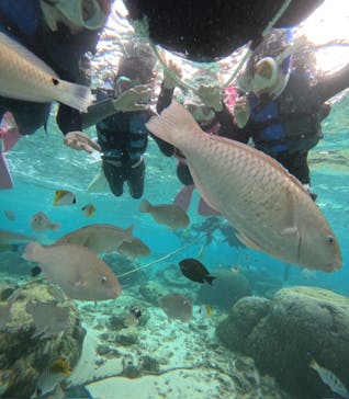 沖縄マリンサービス碧に投稿された画像（2024/11/30）