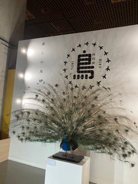 特別展「鳥 ～ゲノム解析が解き明かす新しい鳥類の系統～」国立科学博物館に投稿された画像（2024/11/30）