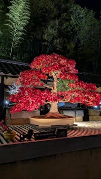 国営昭和記念公園 秋の夜散歩に投稿された画像（2024/11/30）