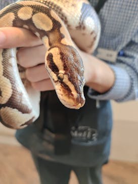 Moff animal cafe 小田原ダイナシティ店に投稿された画像（2024/11/30）