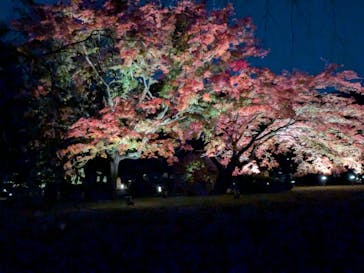 六義園に投稿された画像（2024/11/30）