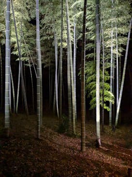 六義園に投稿された画像（2024/11/30）