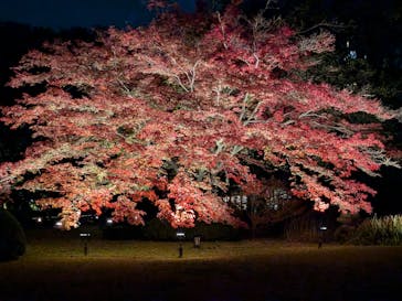 六義園に投稿された画像（2024/11/30）