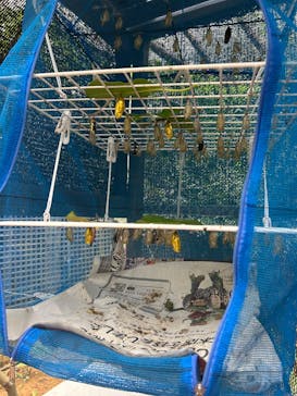 ナゴパイナップルパークに投稿された画像（2024/11/30）