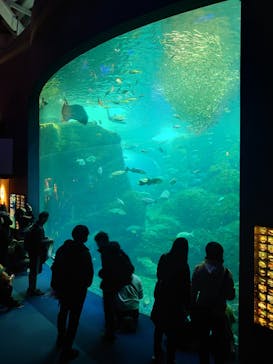新江ノ島水族館に投稿された画像（2024/11/30）